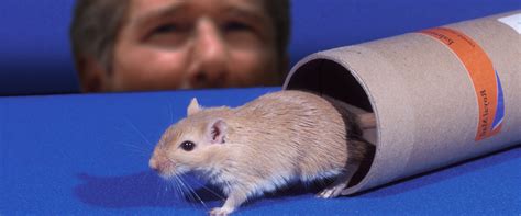 hamsters gay|Richard Gere Gerbil Story: The Definitive History and Fact Check.